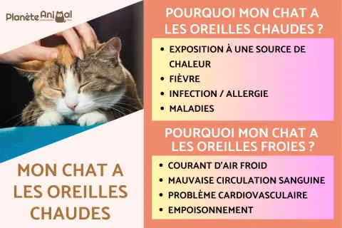 Un chat aux oreilles rouges est caressé. L'image explique pourquoi les oreilles d'un chat peuvent être chaudes ou froides.
