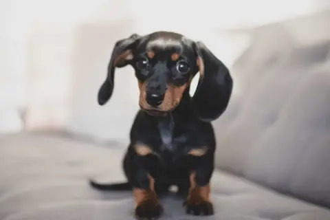 Adorable chiot teckel, un exemple de liste race de chien petit, avec ses longues oreilles tombantes et son regard attendrissant.