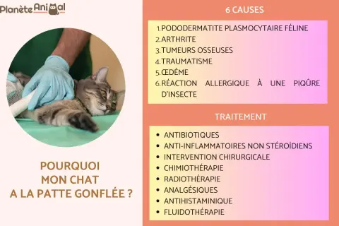 Un vétérinaire panse la patte d'un chat, peut-être suite à une entorse. L'image liste les causes et traitements pour une patte gonflée chez le chat.