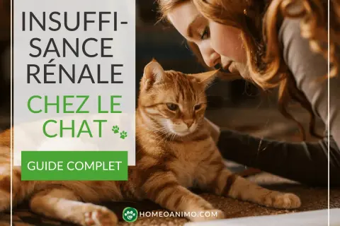 Une femme caresse un chat roux, le texte indique "Insuffisance rénale chez le chat".