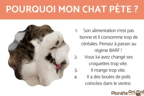 Un chat tigré et blanc, le nez replié, semble se lécher. Le texte explique pourquoi un chat pète, suggérant des causes comme l'alimentation ou les boules de poils.