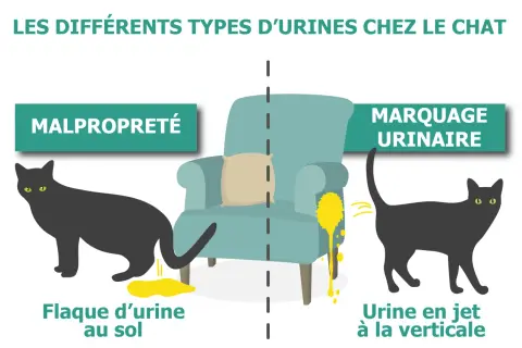 Un chat noir fait une flaque d'urine au sol, à côté de lui une goutte de sang par terre. L'image illustre les différents types d'urine chez le chat.