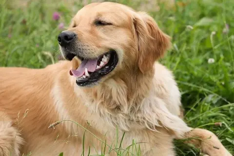 Un golden retriever heureux, le voile du palais visible, se repose dans l'herbe verte.