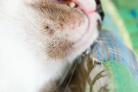 Gros plan sur le museau d'un chat blanc et roux, montrant des points noirs et rouges, possible acné du chat. Un traitement naturel pourrait aider.