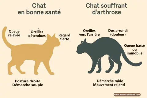 Illustration comparant un chat sain (queue relevée, démarche souple) et un chat souffrant d'arthrose, notamment à la patte avant, montrant un dos arrondi et une démarche raide.