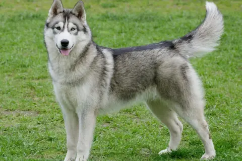 Un magnifique husky de Sibérie aux yeux bleus et marrons se tient fièrement sur l'herbe verte.