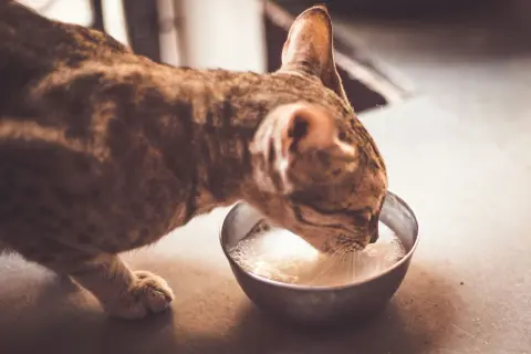 Un chat tigré boit du lait dans une gamelle. Est-ce dangereux de donner du lait à un chat ? La réponse est souvent oui, car ils sont intolérants au lactose.