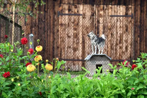 Un chien sibérien sur son abri, derrière une clôture, en attendant de faire garder son chien par la SPA. Fleurs rouges et jaunes au premier plan.