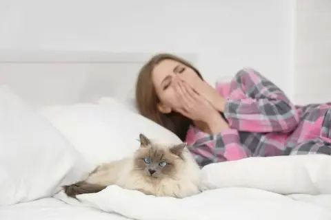 Une femme bâille dans son lit, les mains sur le visage, à côté d'un chat. Peut-on devenir allergique au chat du jour au lendemain ?