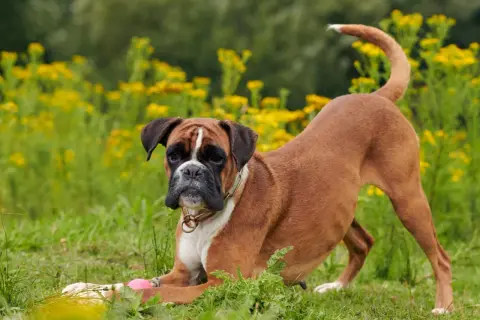 Un adorable boxer chien, en position de jeu, se prépare à attraper une balle rose dans un champ de fleurs jaunes.