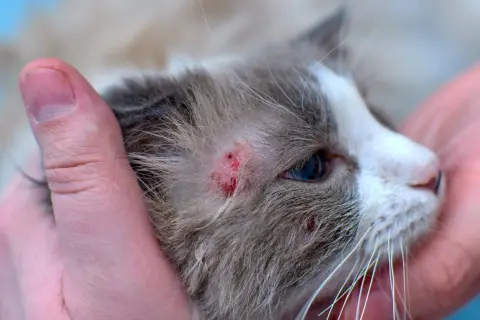 Gros plan sur la tête d'un chat tenu par des mains humaines, révélant une plaque rouge sur son pelage.