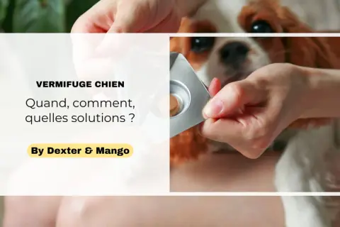 Une main tient une plaquette de vermifuge pour chien, prêt à administrer le traitement.