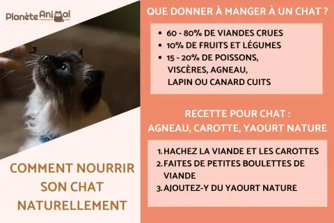 Un chaton siamois regarde une main qui lui tend un aliment. La recette pour chat propose agneau, carotte et yaourt nature.