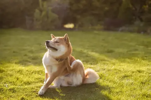 Un Shiba Inu se gratte la patte, peut-être à cause d'allergies alimentaires chez le chien. La lumière du soleil illumine l'herbe verte.