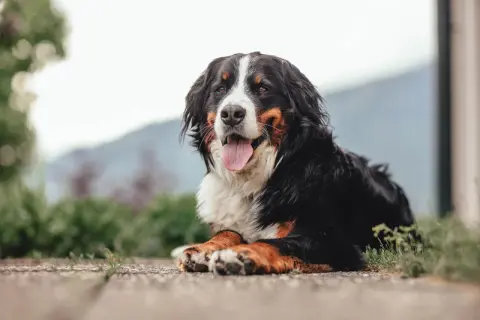 Magnifique bouvier bernois au poil long, langue sortie, profitant d'un moment de détente. Une alimentation adaptée est essentielle pour sa santé.