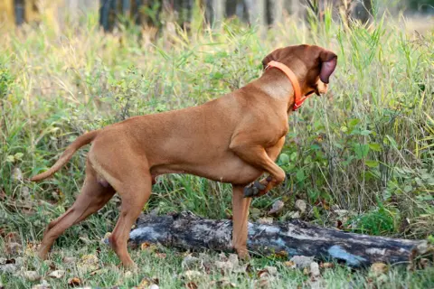 Un chien braque roux, portant un collier orange, est à l'affût dans l'herbe haute près d'une souche d'arbre.
