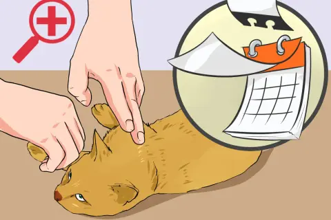 Mains examinant un chat, avec un symbole de loupe et un calendrier. Il est temps de désinfecter la plaie du chat.