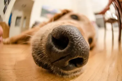 Un gros plan sur le museau d'un chien. Une astuce de grand-mère pour l'odeur du chien : le brosser régulièrement !