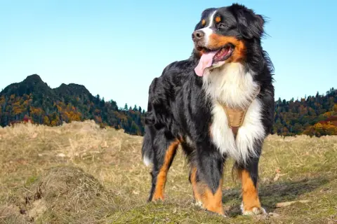 Un bouvier bernois, en pleine nature, profite du paysage automnal. Il est important de connaître de quoi meurt un bouvier bernois pour prendre soin de lui.