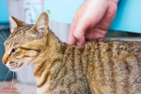 Une main caresse le dos d'un chat tigré brun. Le chat semble apprécier ce moment de tendresse.