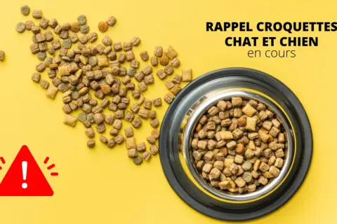 Attention ! Rappel : peut-on donner des croquettes pour chat à un chien ? Des croquettes pour animaux sont éparpillées et dans une gamelle.
