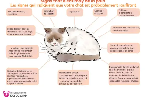 Un chat aux poils longs, aux yeux mi-clos, montre des signes de douleur. Attention, certaines plantes comme le calla sont toxiques pour les chats.