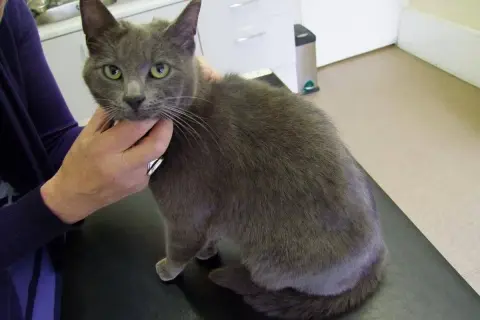 Un chat gris aux yeux verts, qui semble inquiet, est tenu par une main. Mon chat ne bouge plus, il est chez le vétérinaire.
