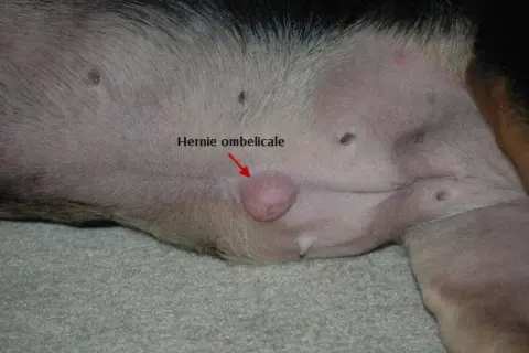 Gros plan sur le ventre d'un chien, montrant une hernie ombilicale, une petite protubérance rose près du nombril.