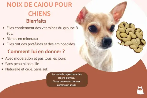 Un petit chien regarde des noix de cajou. L'image explique les bienfaits des noix de cajou pour les chiens.