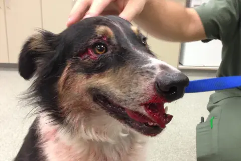 Chien blessé au visage, possible traumatisme cranien. Saignements importants autour des yeux et de la gueule.