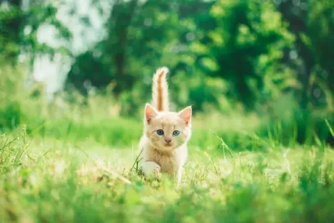 Un adorable chaton roux aux yeux bleus court dans l'herbe verte. Il semble que mon chat me suit partout, même dans la nature.