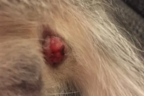 Gros plan sur un chat anus rouge, une petite excroissance est visible au milieu de la fourrure.