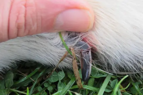 Gros plan sur une griffe cassée de chien, sans saignement visible, tenue par un doigt. Le poil blanc du chien est visible, ainsi que de l'herbe verte.