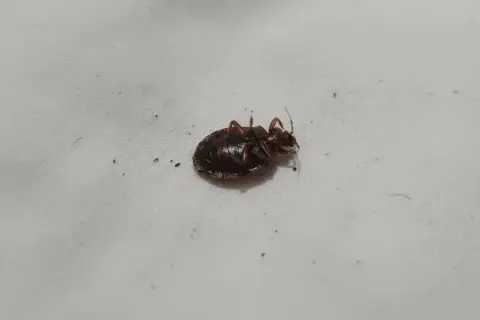 Une puce noire, probablement une punaise de lit, gît sur le dos sur un drap blanc. Elle semble être morte.