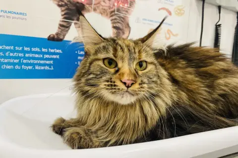 Gros chat Maine Coon aux yeux verts, possiblement atteint d'hyperthyroïdie, dont l'alimentation est surveillée.