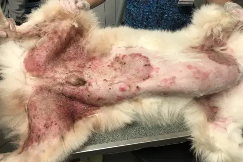 Chien souffrant d'une sévère allergie poil de chien, avec une peau rouge et irritée sur le ventre et les pattes.