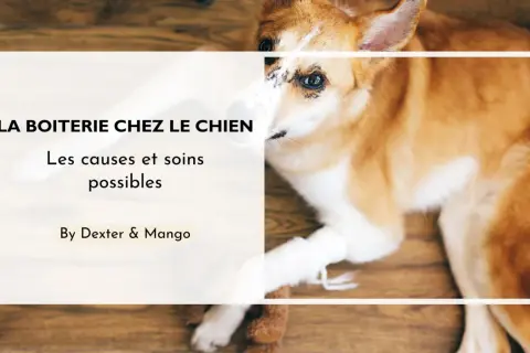 Mon chien boite mais pose la patte, sa patte avant est bandée. Le texte parle de la boiterie chez le chien.