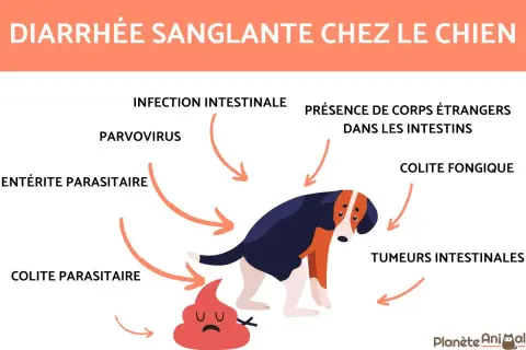 Un chien triste a du sang dans les selles, causé par diverses affections intestinales comme le parvovirus ou des corps étrangers.