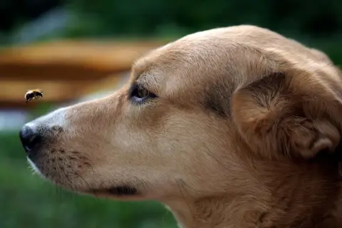 Un chien regarde une abeille volante. L'image évoque l'inquiétude d'un œdème de Quincke chez le chien, dont la durée peut varier.