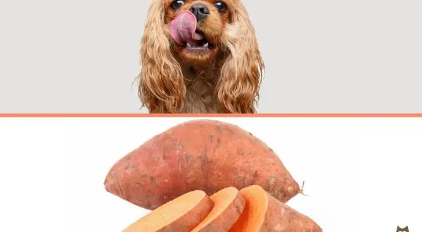 Un chien avec la langue sortie lèche une patate douce coupée en tranches.