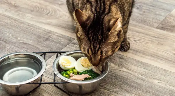 Un chat tigré savoure sa ration ménagère : brocolis, œuf dur et poisson. Une alimentation saine pour un félin heureux.