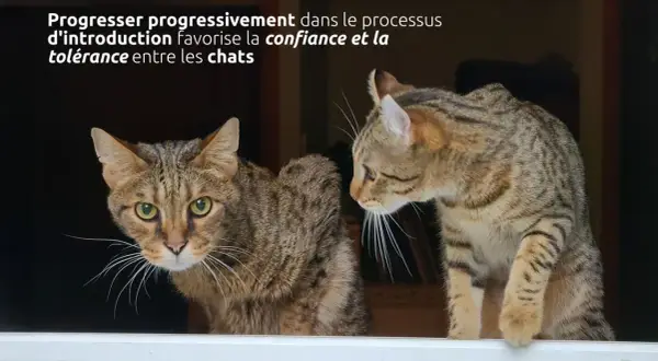 Deux chats femelles, l'une regardant fixement, l'autre curieuse, illustrent une cohabitation réussie.