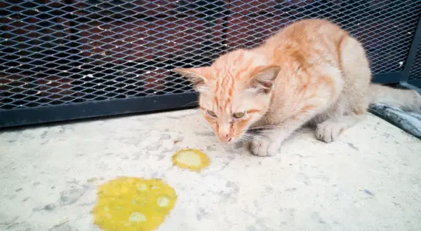 Un chat roux regarde des vomissements jaunes sur le sol. Il semble malade et ne mange plus.