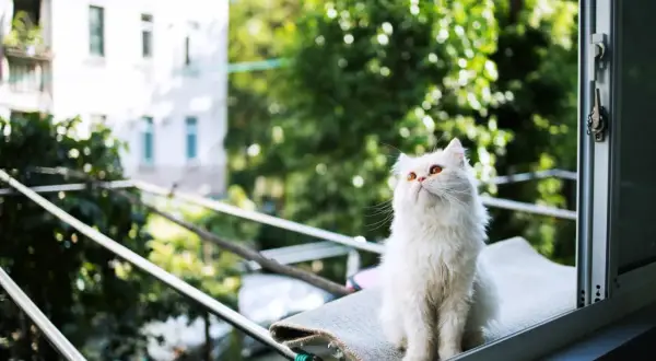 Chat blanc aux yeux ambrés, assis sur un balcon, l'air de contempler le monde, sans craindre le syndrome du chat parachutiste.