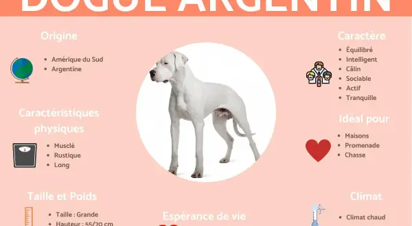 Un magnifique dogue argentin blanc, musclé et équilibré, originaire d'Argentine. Idéal pour la maison et la promenade.