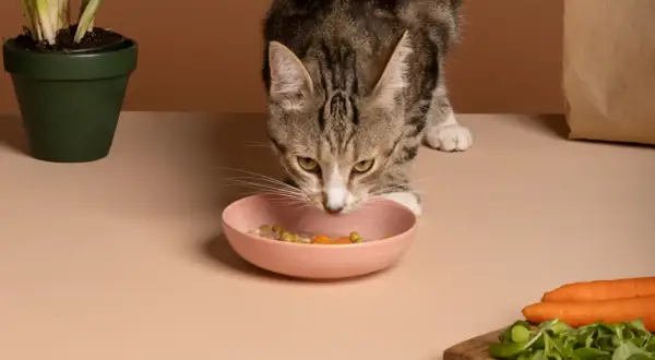 Un chat tigré renifle sa gamelle rose remplie de nourriture, où l'on distingue des petits pois et des carottes.