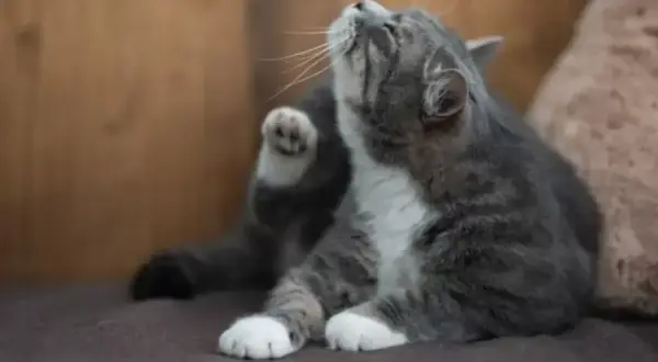 Mon chat secoue la tête, une patte levée pour se gratter l'oreille. Il est assis sur un canapé marron.