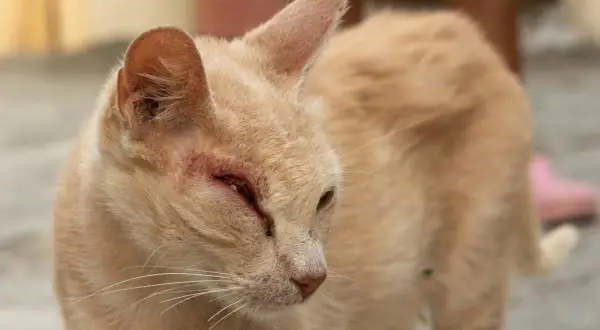 Un chat roux souffre d'une maladie des yeux, son œil gauche est rouge et gonflé.