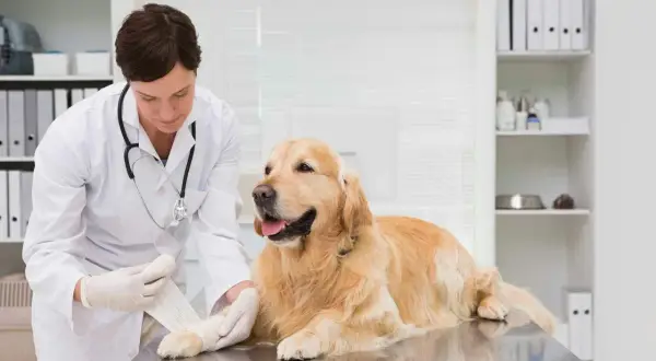 Vétérinaire bandant la patte d'une chienne stérilisée, peut-être suite à une perte liquide transparente.