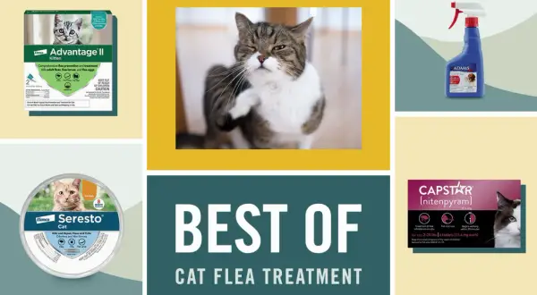 Produits anti-puces pour chats : découvrez en combien de temps agit une pipette anti-puce chat. Divers traitements présentés.